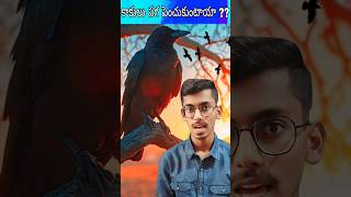 Intresting Fact about Crows facts crow unkownfacts channel subscribe information education [upl. by Bohi]