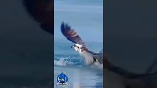 A Eagle catches fish in side seaIslamic taleem ka Hallqashortvideo eagles islamicfigure taleem [upl. by Schilit780]