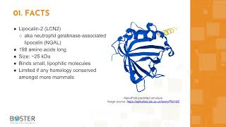 Learn LCN2NGAL in 3 minutes  Lipocalin2 [upl. by Ellesirg]