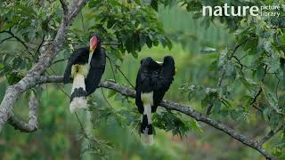 Rhinoceros hornbill pair preening whilst perched in tree Halabala Wildlife Sanctuary Thailand [upl. by Sampson]