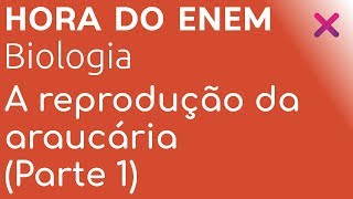 A reprodução da araucária Parte 1  Gimnospermas  Biologia  HORA DO ENEM [upl. by Hasina]