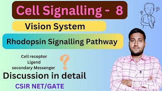 Rhodopsin Signalling Transduction Pathway  Rhodopsin GPCR Pathway  Rhodopsin Signalling Pathway [upl. by Yllrebmik]