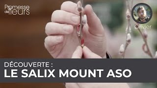 Découverte  le salix mount aso [upl. by Revorg]