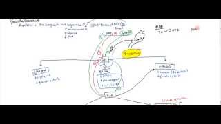 06 Growth Hormone and Insulin Like Growth Factor IGF  Gigantism and Acromegaly [upl. by Lelah864]