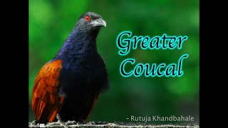 City Birds  Call of Greater Coucal [upl. by Rekab710]