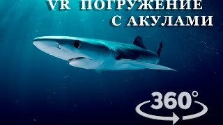 Дайвинг с акулами  VR видео 360 [upl. by Tnomyar]