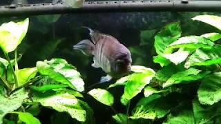 T Bar Cichlid Cryptoheros sajica Is Recovering From An Injury [upl. by Marsh]