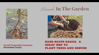 Bare Root Basics A Great Way to Plant Trees and Shrubs [upl. by Oruntha129]