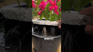 Tips on cuttings of bougainvillea flowers and plants bougainvillea cuttings [upl. by Ijan]