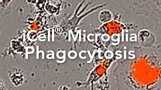 TimeLapse of iCell® Microglia and Phagocytosis of SA Bioparticles [upl. by Dorinda630]