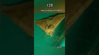 Helicoverpa armigera moth 2024 [upl. by Ravi]