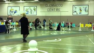 Emma Schipperke conformation show port alberni 2011 096MOV [upl. by Talbott]