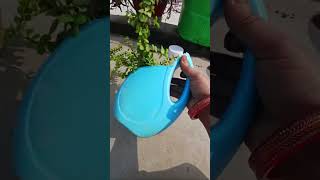 LIVE 🌹Rose plant November Care  Bina Maali ka Garden  Organic Terrace Gardening Kitchen Waste [upl. by Biagio]