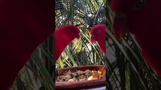 Lories Eating while Perched on a 🤗🤗🤩Bird Feeder😊😊🙂short [upl. by Eceerahs]