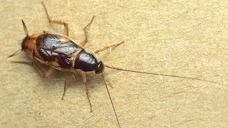 Can Cockroaches Really Survive A Nuclear Attack [upl. by Nosecyrb]