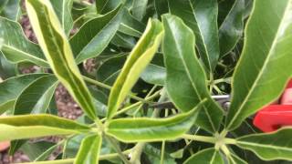 White Sapote  Fast Plant Growth with Pruning EASY [upl. by Reffotsirk]