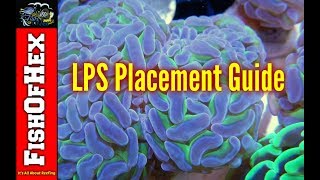 Beginner Guide To LPS Placement In A Reef Tank [upl. by Ddene]