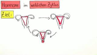 Hormone im weiblichen Zyklus  Biologie  Humanbiologie [upl. by Eyla]