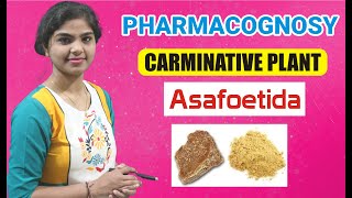 Asafoetida Pharmacognosy  Carminative PlantChapter5  D Pharm ER2013T [upl. by Ainekahs]