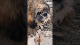 Shih Tzu puppy camouflaged with wall tiles puppies shortsfeed puppy doglovers animallover dog [upl. by Zebadiah]