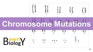 Chromosome mutations [upl. by Donn]