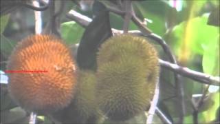 Artocarpus Hirsutus  Wild Jack  Jungle Jack fruits on tree [upl. by Bjorn]