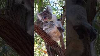 Cute koala scratching its body on the tree 🌲 shorts koala anime shortvideo trending [upl. by Gnak212]