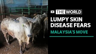 Malaysia suspends live cattle imports from Australia citing lumpy skin disease concerns  The World [upl. by Lena]