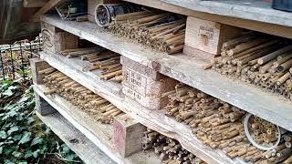 Die ersten Wildbienen im naturnahen Garten Frühjahr März 2024 rote Mauerbienen Update Nisthilfe [upl. by Goody]