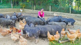 Take Care Of Livestock On The Farm Harvest Sugarcane Goes To Market Sell [upl. by Marlie]