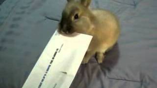 Bunny Rabbit Opens a Letter in the Mail [upl. by Farika]