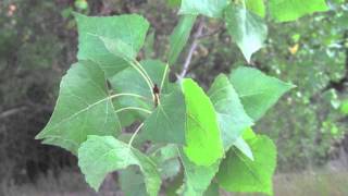 Fast Growing Cottonwood Available Wholesale [upl. by Inalel448]