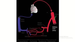 Arterioles and Capillaries Explored [upl. by Ahsikin189]