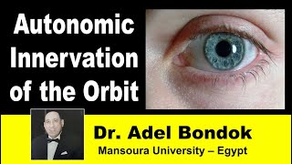 Autonomic Innervation of the Orbit Dr Adel Bondok [upl. by Lleksah294]