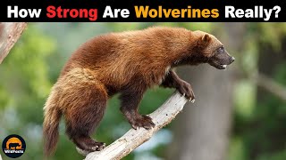 What Happens When Wolverine Meets Bigger Opponents like Wolves or Bears [upl. by Siurtemed]