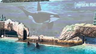 2024 Seaworld Orca encounter [upl. by Angelle]