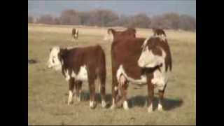 Chandler Hereford Cows and Calves [upl. by Nylesoy193]