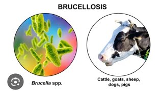 Mystery diagnosis Brucellosis [upl. by Eanerb]