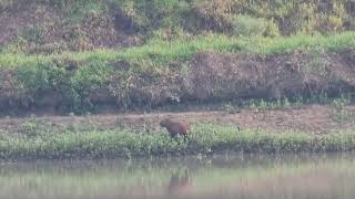 Brazilian Amazon the natural home of the Capybara [upl. by Hardi]