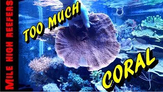 Fragging Montipora and Quick Update Reef Vlog [upl. by Jen596]