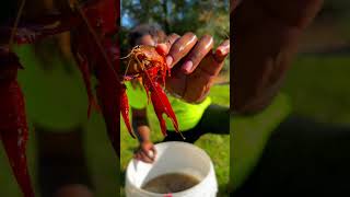 LOOKS LIKE A GREAT CRAWFISH SEASON IS APPROACHING 🦞 reels crawfish [upl. by Ruskin]