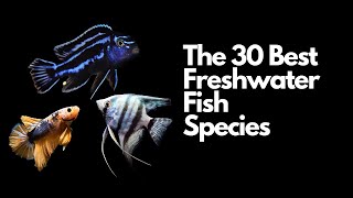 The 30 Best Freshwater Aquarium Fish 🐠 [upl. by Sidwel]