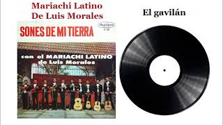 El gavilán  Mariachi Latino De Luis Morales [upl. by Lawley195]