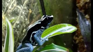 Dendrobates tinctorius Powder Blue Calling [upl. by Falzetta]