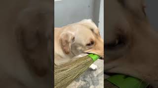 Dog plays joyfully with broom in Phagwara Punjab India [upl. by Ecallaw181]