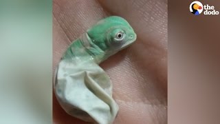 Baby Chameleon Hatches Then Changes Color  The Dodo [upl. by Euqinimod]