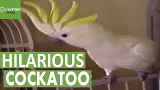 Cockatoo discovers hes going to the vet [upl. by Karlotta]