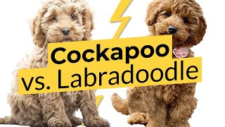 Cockapoo vs Labradoodle 🐶 Breed Comparison 🐶 🔴 2023 🔴 [upl. by Ashlan997]