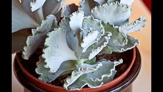 Cotyledon Undulata House Plant [upl. by Eehsar723]