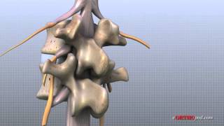 Lumbar Spine Anatomy [upl. by Salvucci]